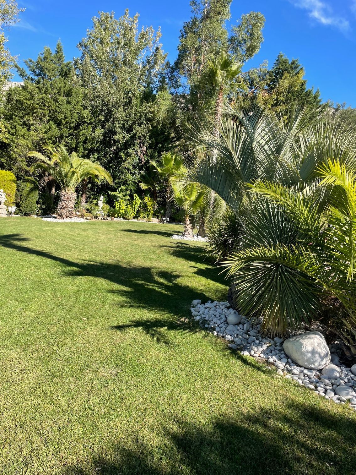 Pelouse verdoyante avec palmiers et autres feuillages sous un ciel bleu éclatant. Des pierres blanches bordent la pelouse.