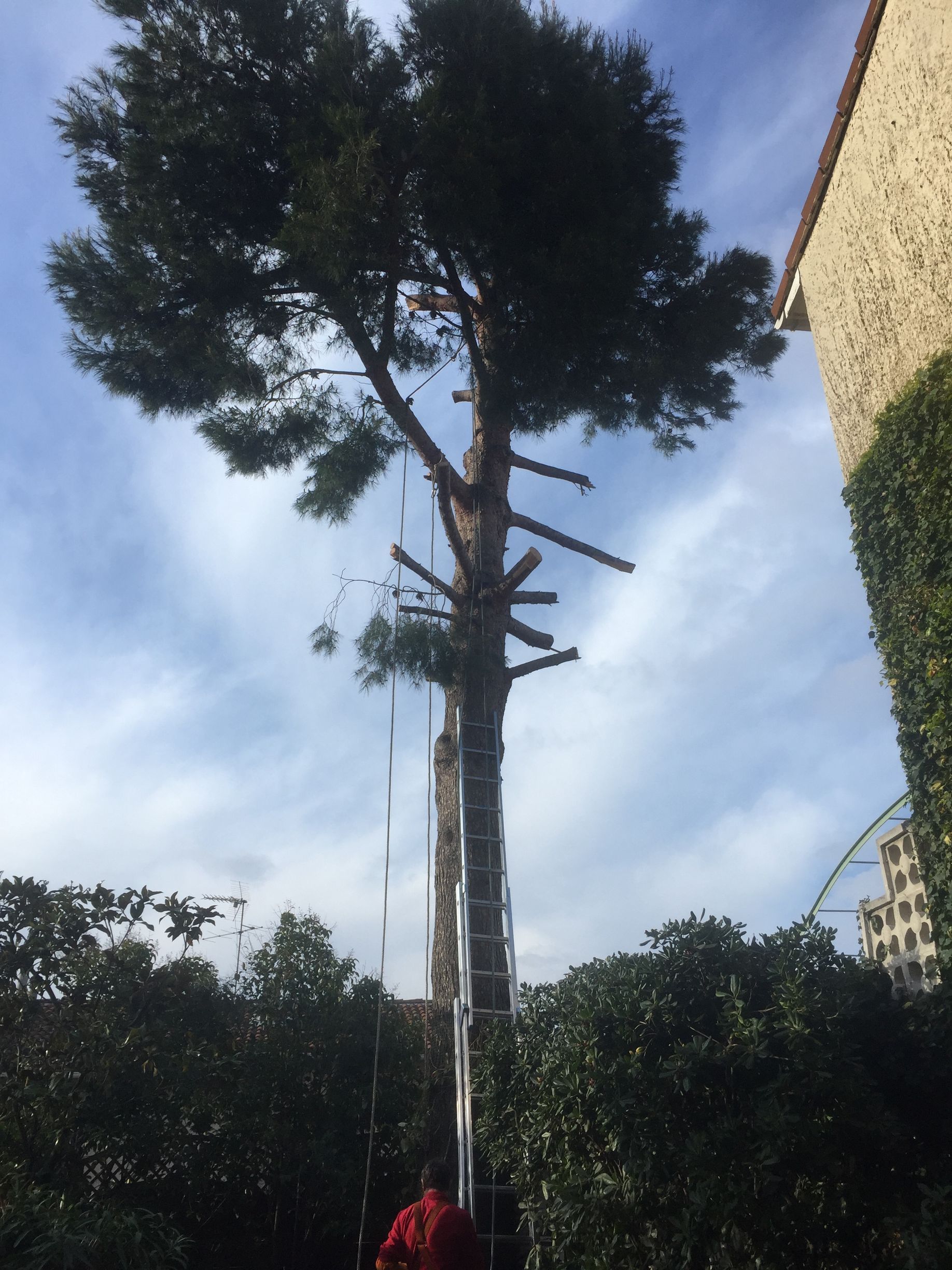 Un homme sur une échelle taille un grand arbre dans un cadre extérieur ensoleillé.