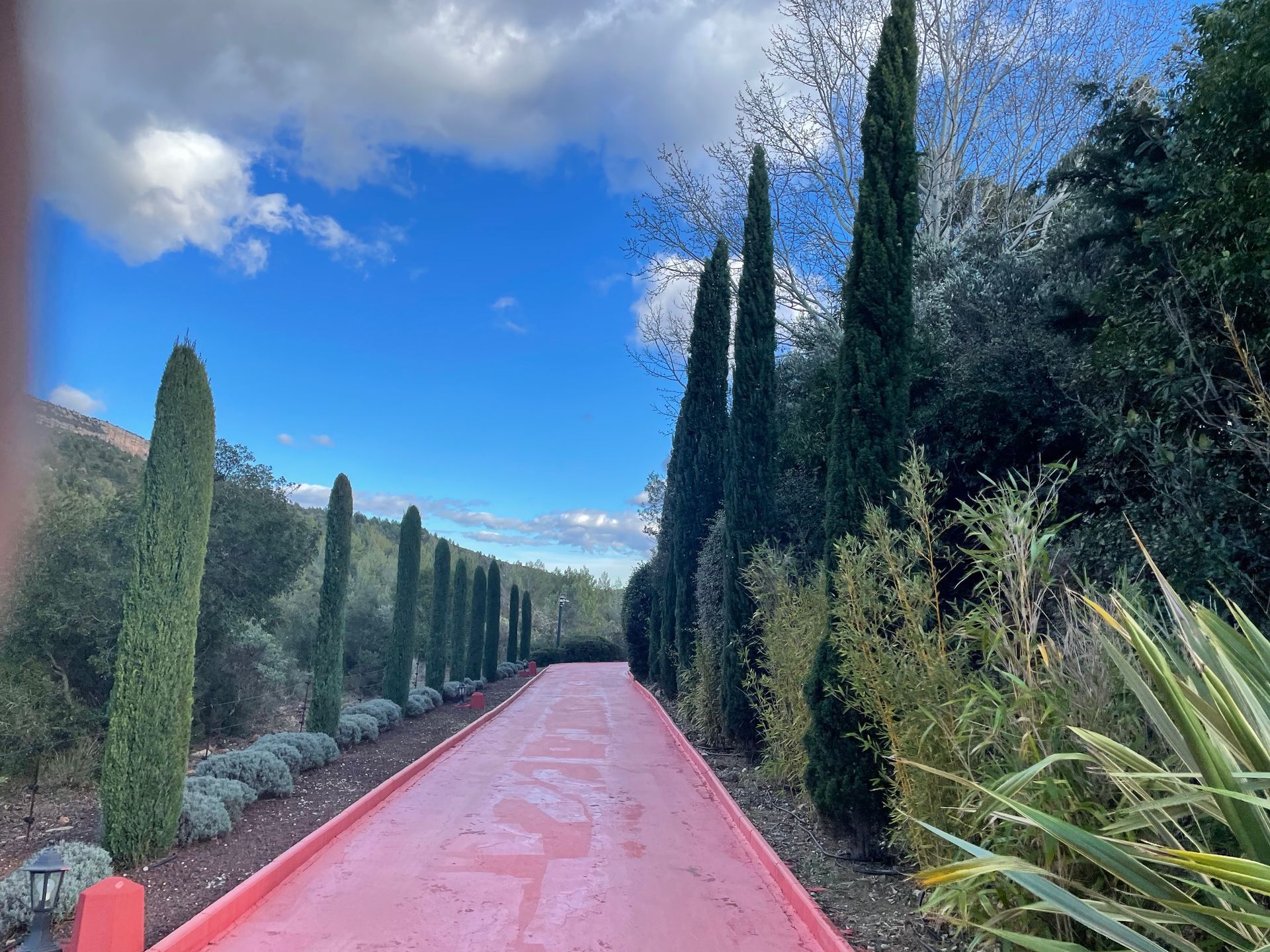 Un chemin rose bordé de cyprès sous un ciel bleu avec des nuages.