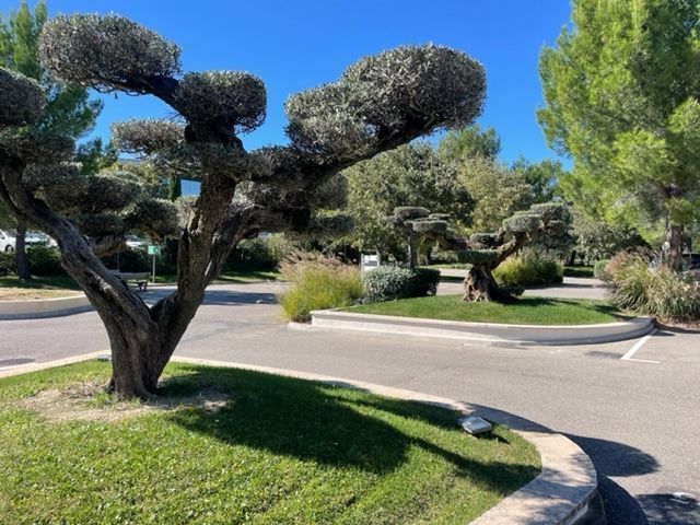Olivier en forme de bonsaï devant un immeuble de bureaux moderne avec des fenêtres en miroir.