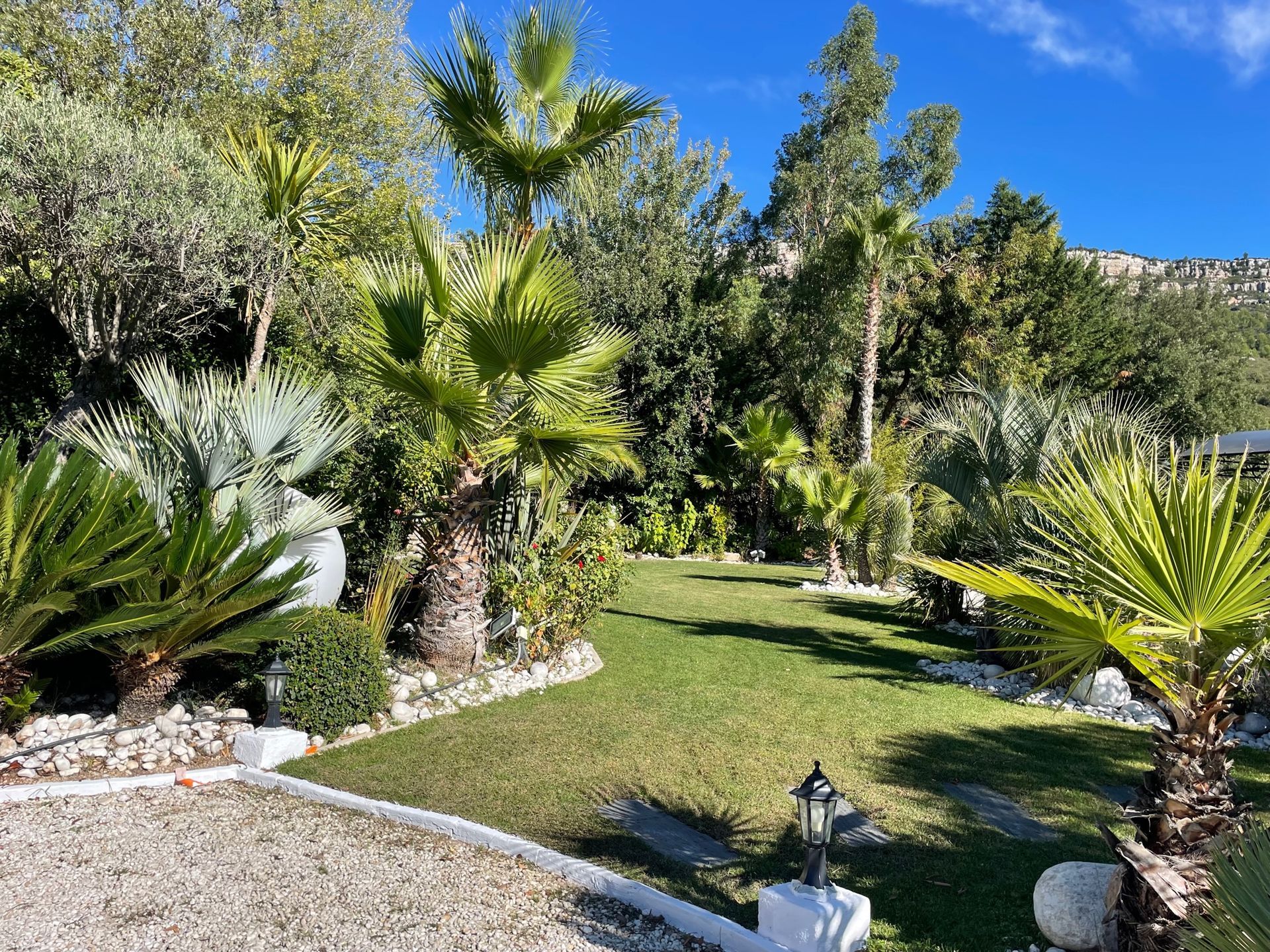 Jardin verdoyant et luxuriant avec palmiers, herbe et chemin de gravier, sous un ciel bleu vif.