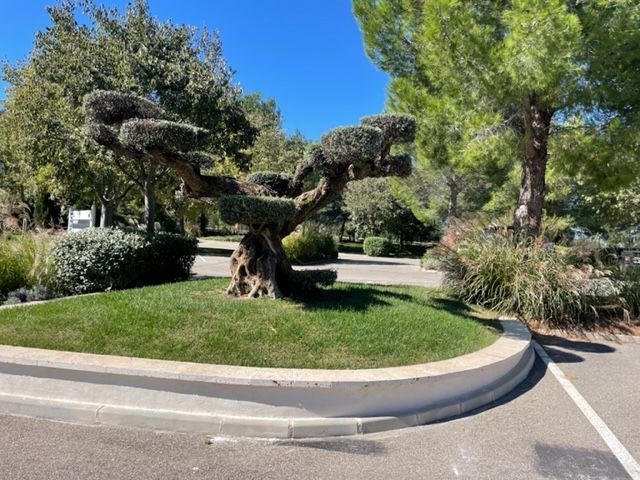 Un bâtiment avec de grandes fenêtres, un olivier taillé de manière unique et une pelouse bien entretenue sous un ciel bleu vif.
