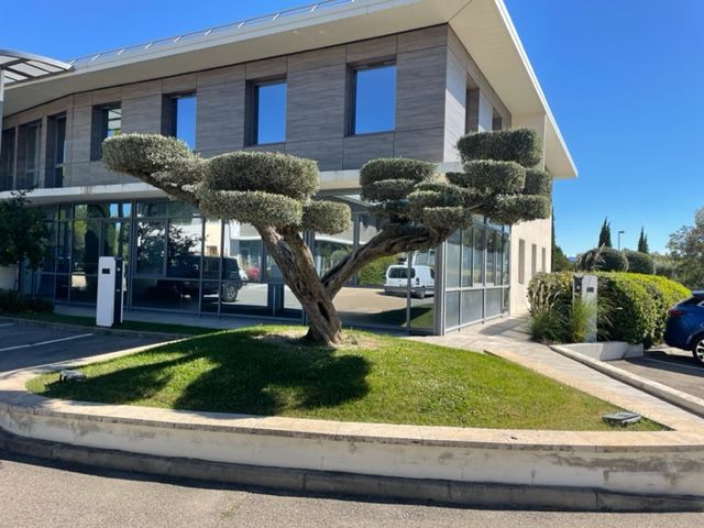 Olivier aux branches aux formes uniques devant un immeuble moderne. Herbe verte, ciel bleu.