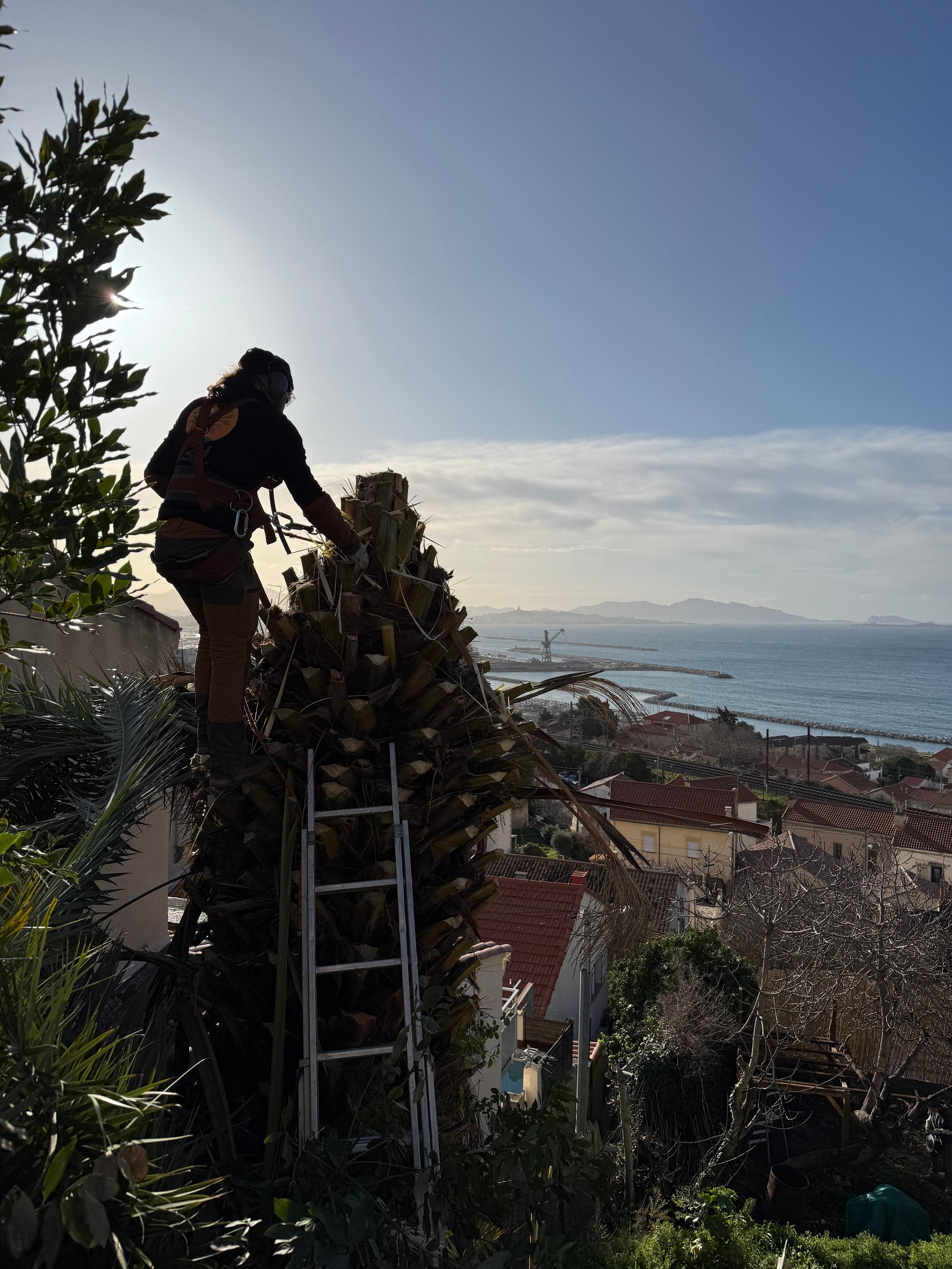 Démontage palmier Marseille