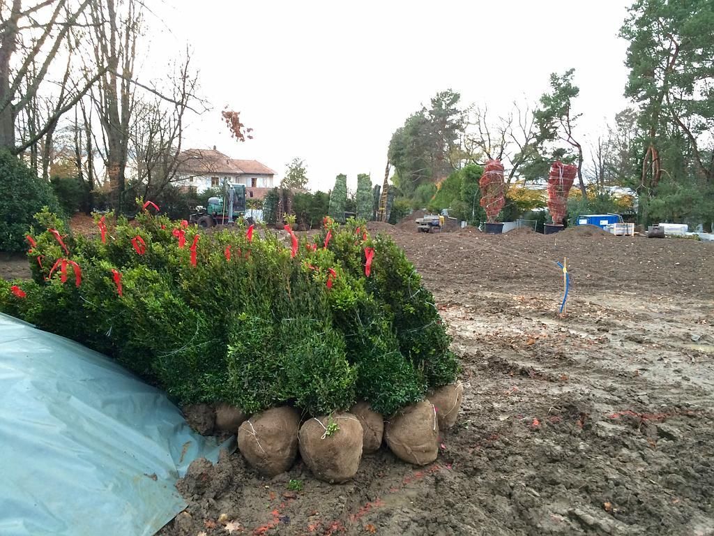 Shrub plantings - AB Jardin Sarl