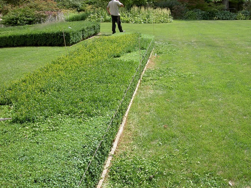 Tailles de buis au cordeau - AB Jardin Sàrl
