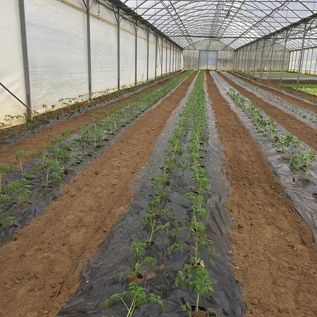 cultures - Les Jardin du Closy