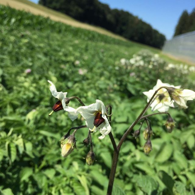 nature de Puidoux - Les Jardin du Closy