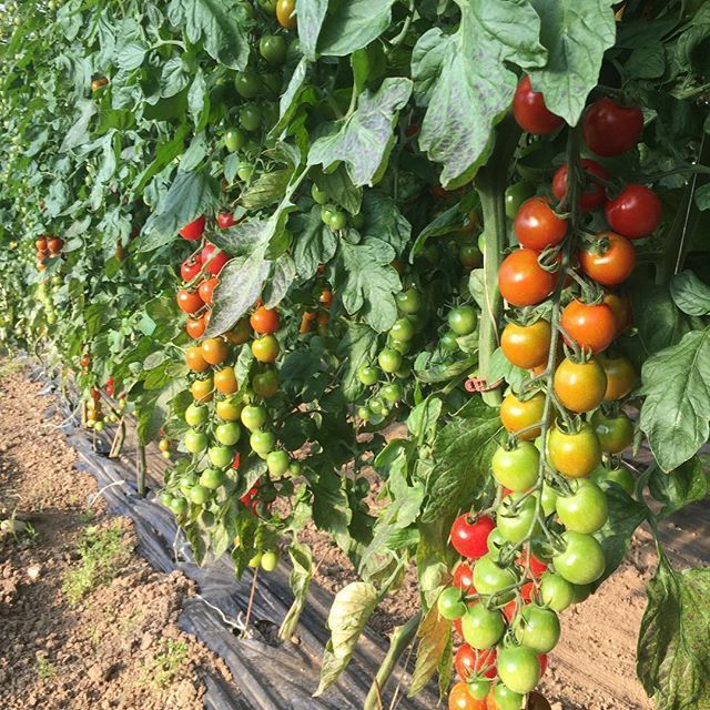 Plans de tomates - Les Jardin du Closy