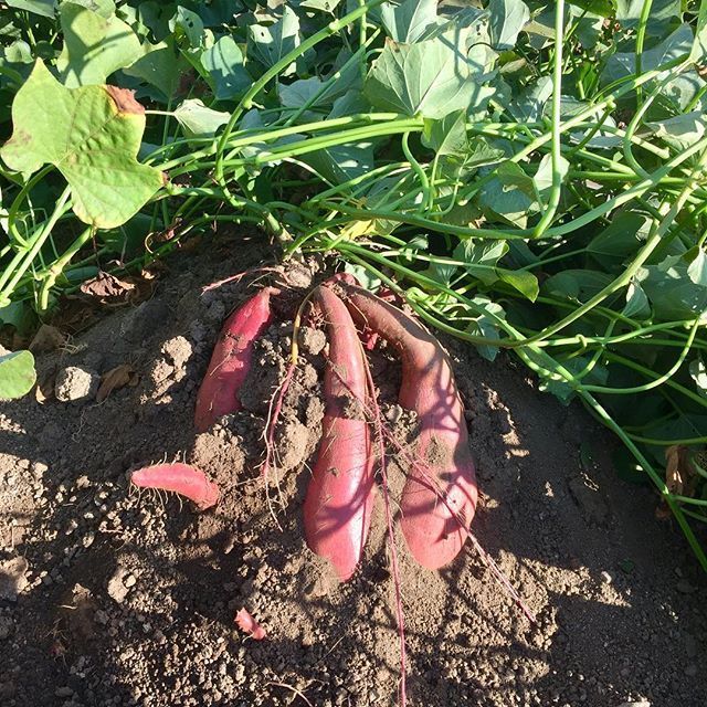 mini-radis - Les Jardin du Closy