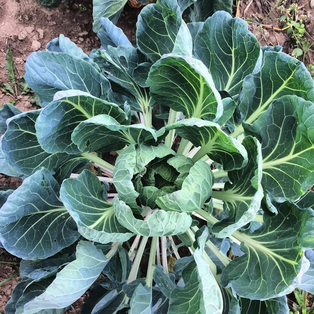 topinambour - Les Jardin du Closy