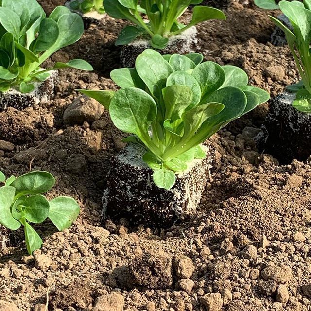 légumes - Les Jardin du Closy