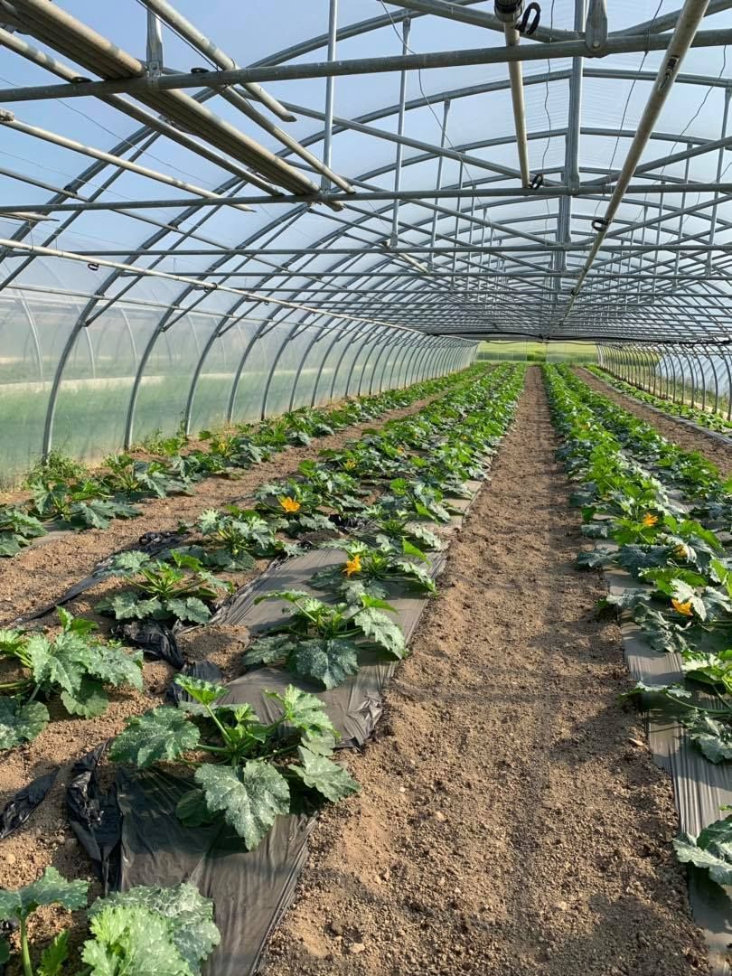 production de légumes - Les Jardins du Closy