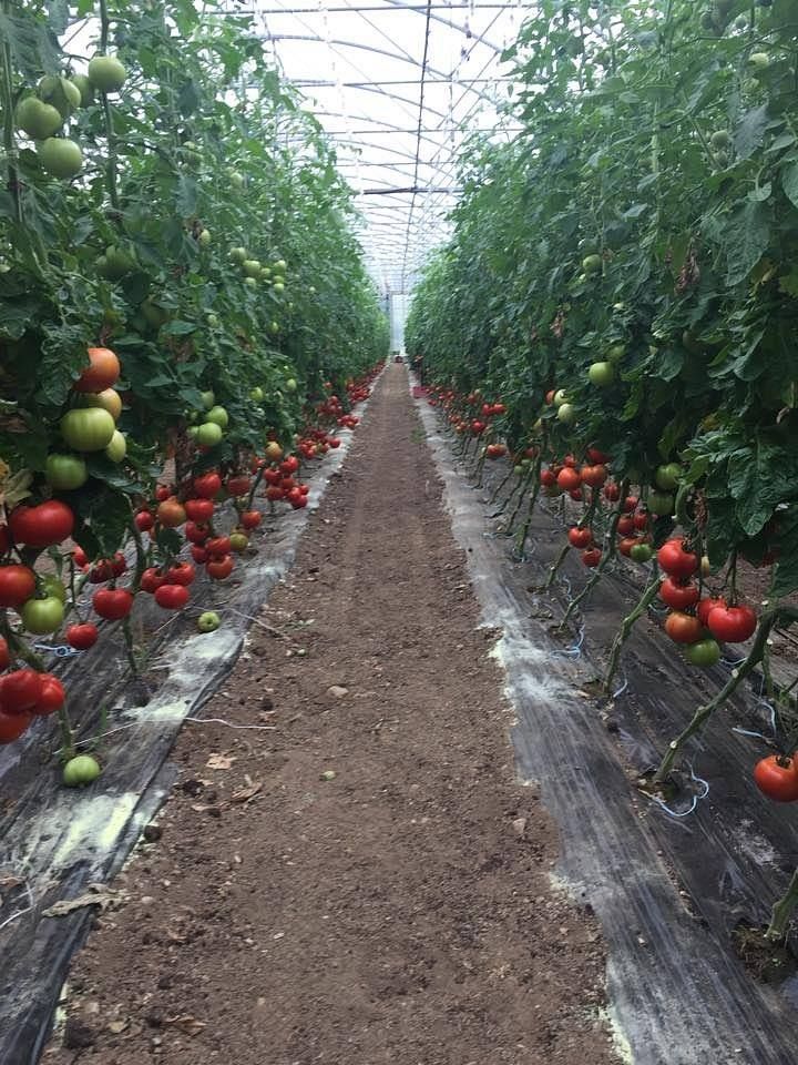 tomates - Les Jardin du Closy