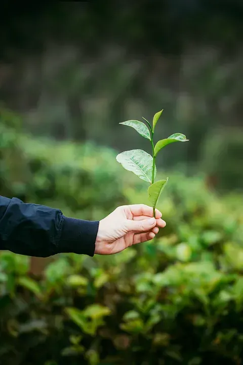 Una persona sostiene una pequeña planta verde en su mano.