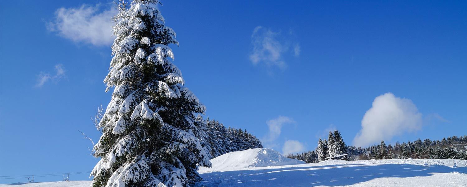 Eine schneebedeckte Kiefer inmitten eines schneebedeckten Feldes.