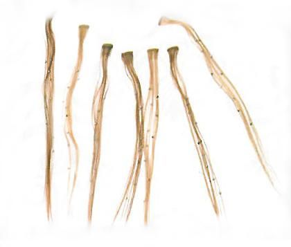 Un montón de extensiones de cabello sobre un fondo blanco.