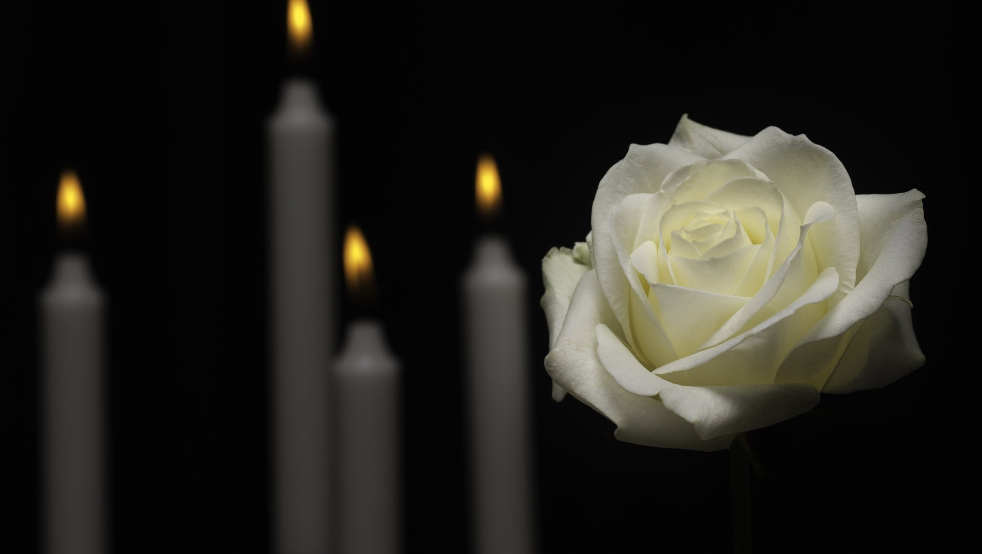 Rose blanche et bougies au fond