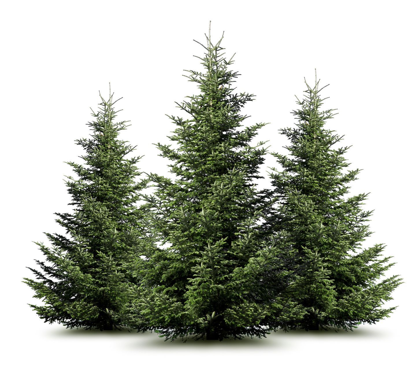 Weihnachtsbaumverkauf - Gartenbau Hans Zahner GmbH - Niederurnen