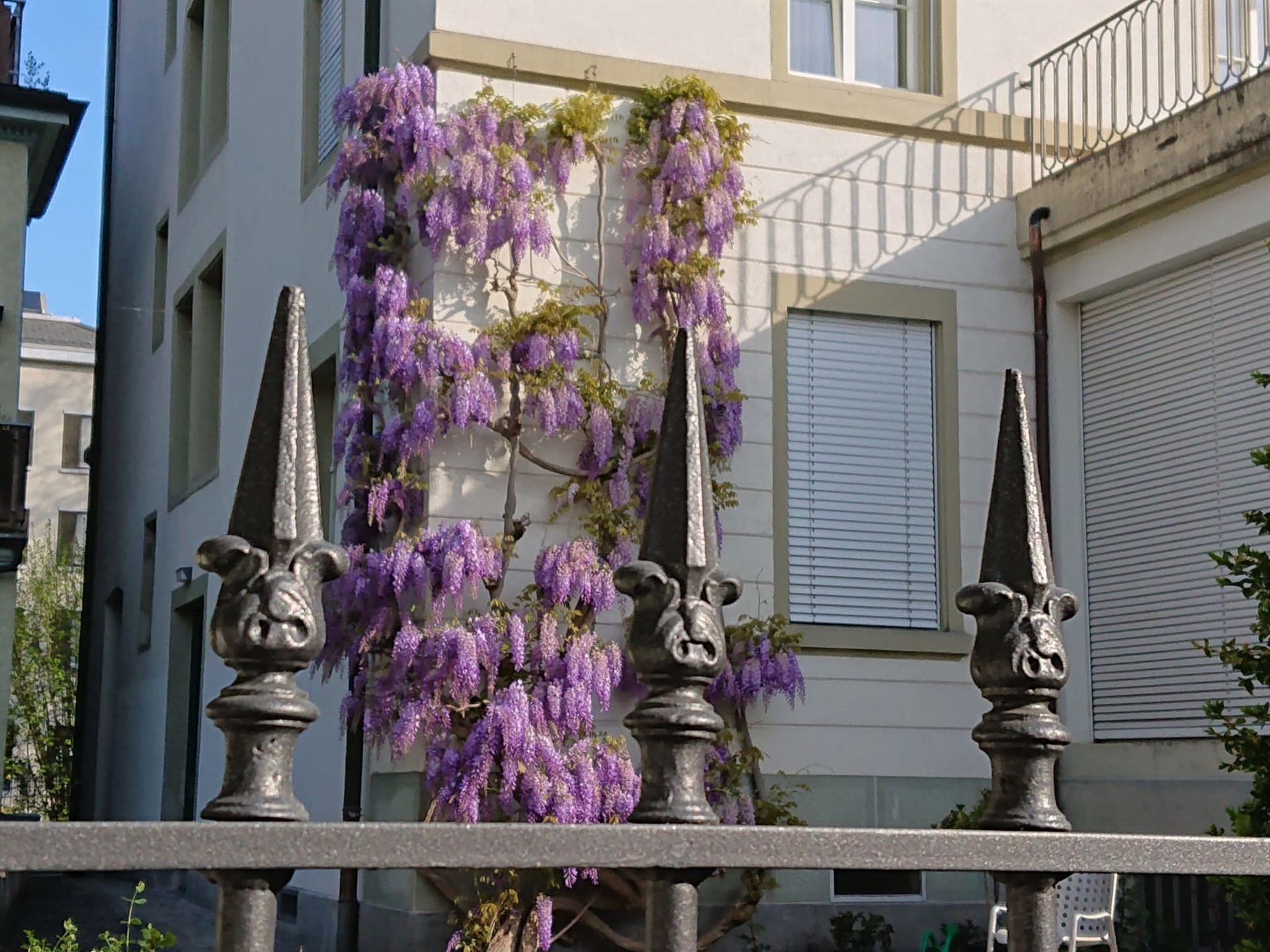 Fasadenbegrünung - Gartenbau Hans Zahner GmbH - Niederurnen