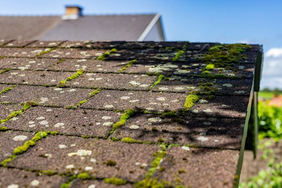 Gros plan sur un toit de bardeaux avec de la mousse et des lichens, et une maison floue en arrière-plan.