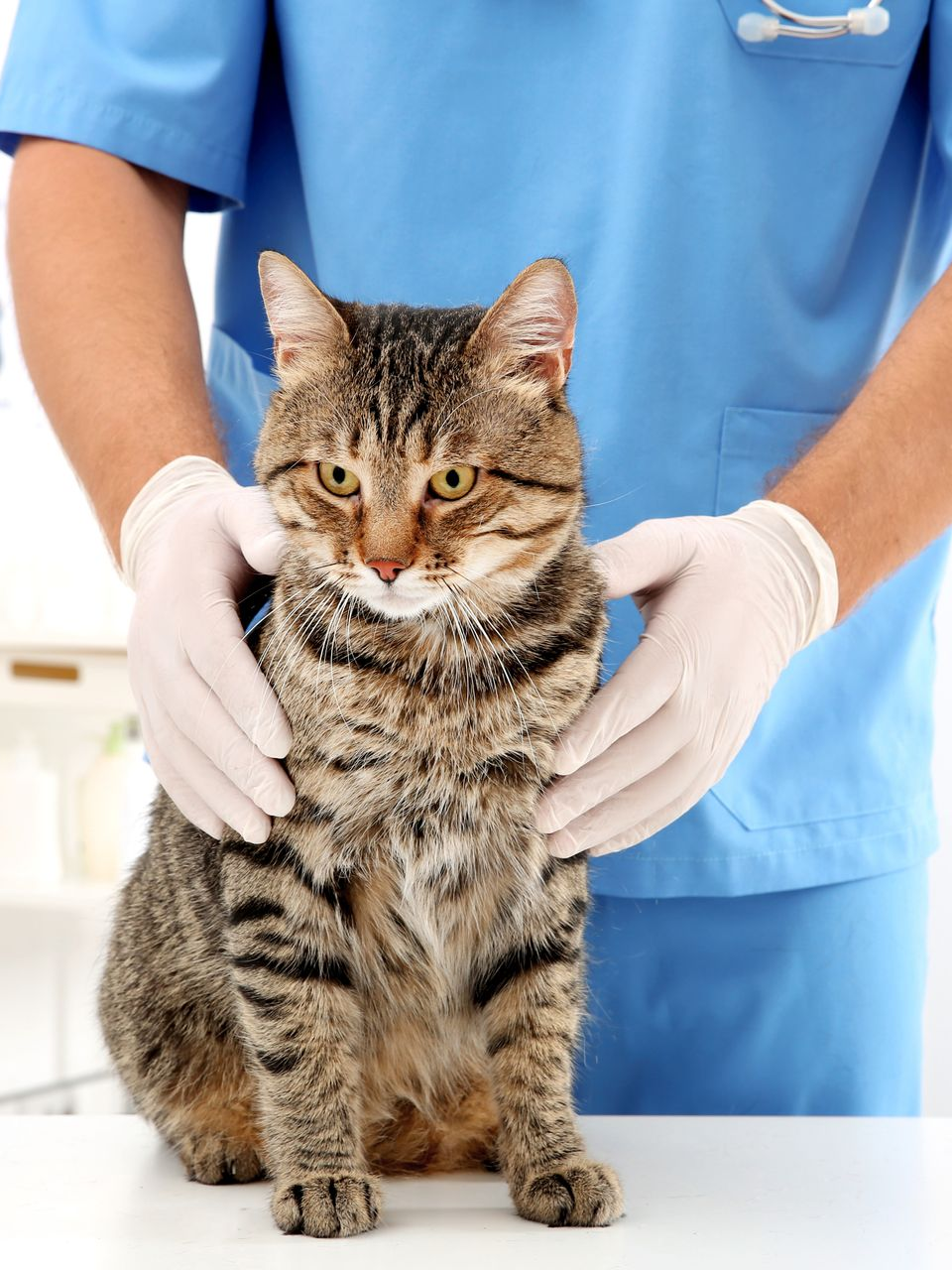 Chat tigré examiné par un vétérinaire portant des gants, dans un cabinet.