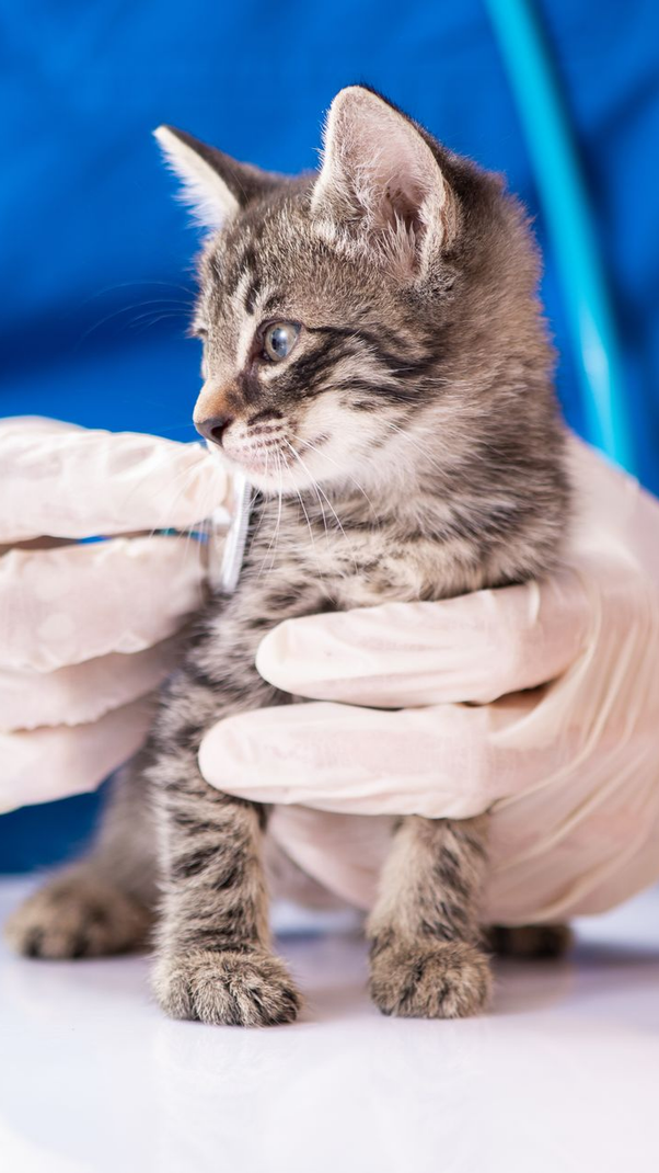 Un chaton chez le vétérinaire, tenu par des mains gantées.