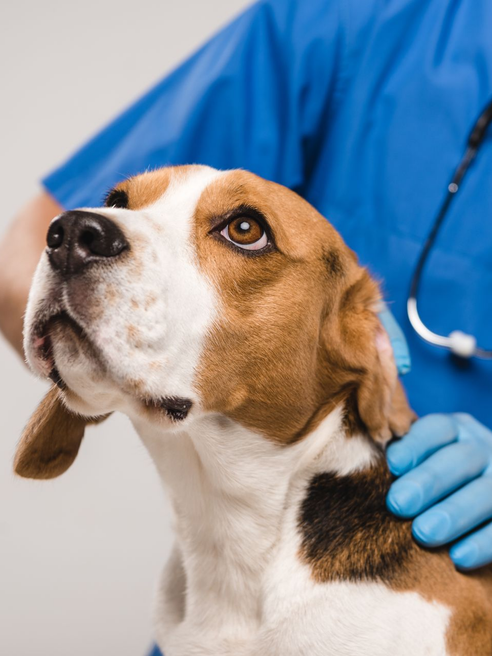 Un chien Beagle chez un vétérinaire, caressé par une personne en blouse bleue et en gants bleus.
