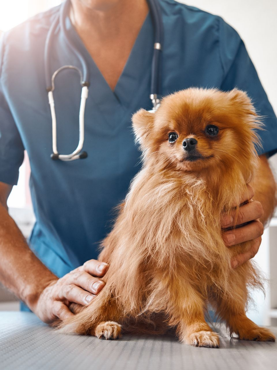 Un vétérinaire en blouse bleue examine un chien.
