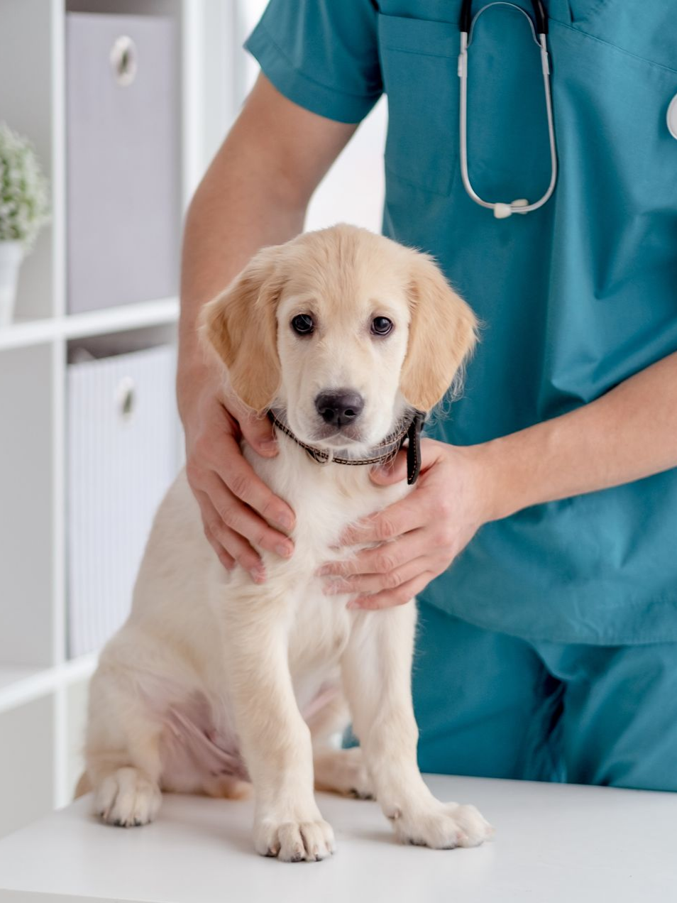 Chiot assis sur la table tandis qu'un vétérinaire en tenue bleu l'examine.