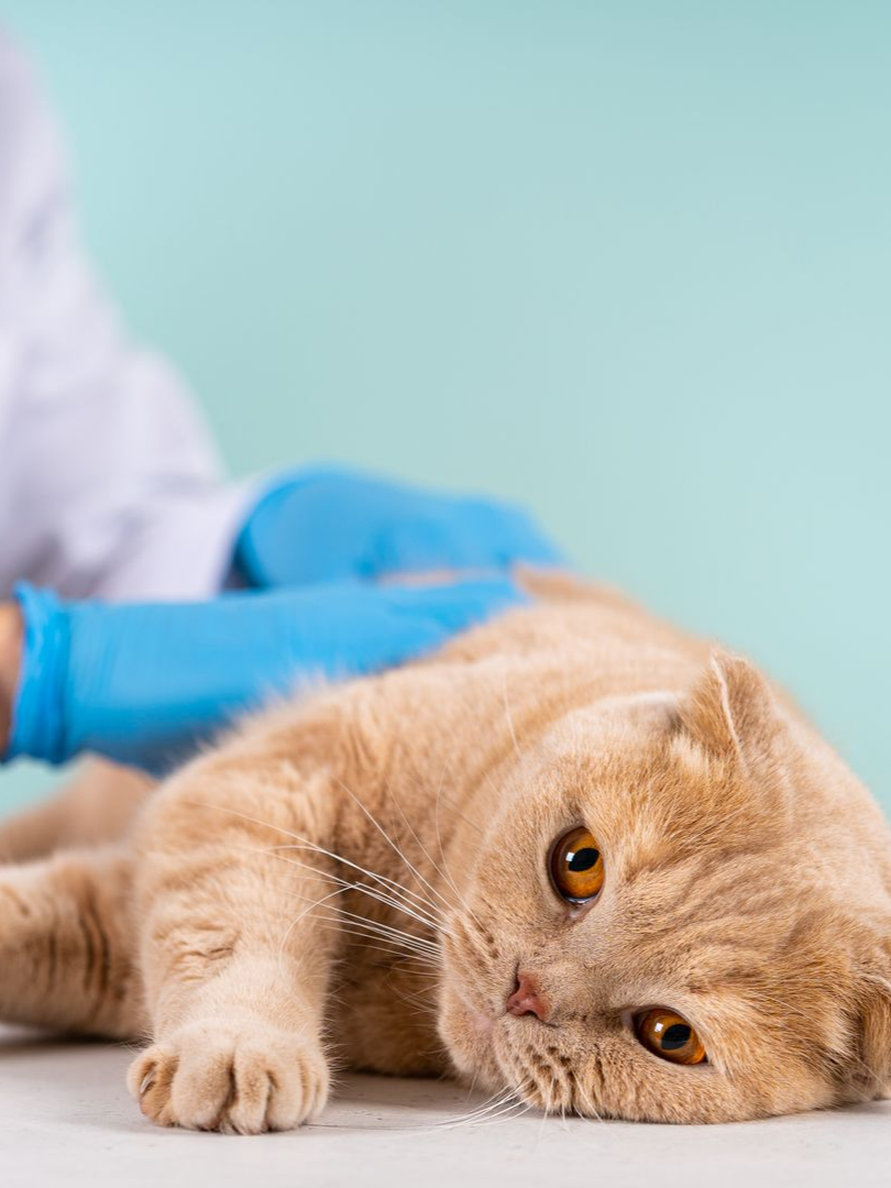 Un chat Scottish Fold examiné par une personne portant des gants bleus et un manteau blanc.