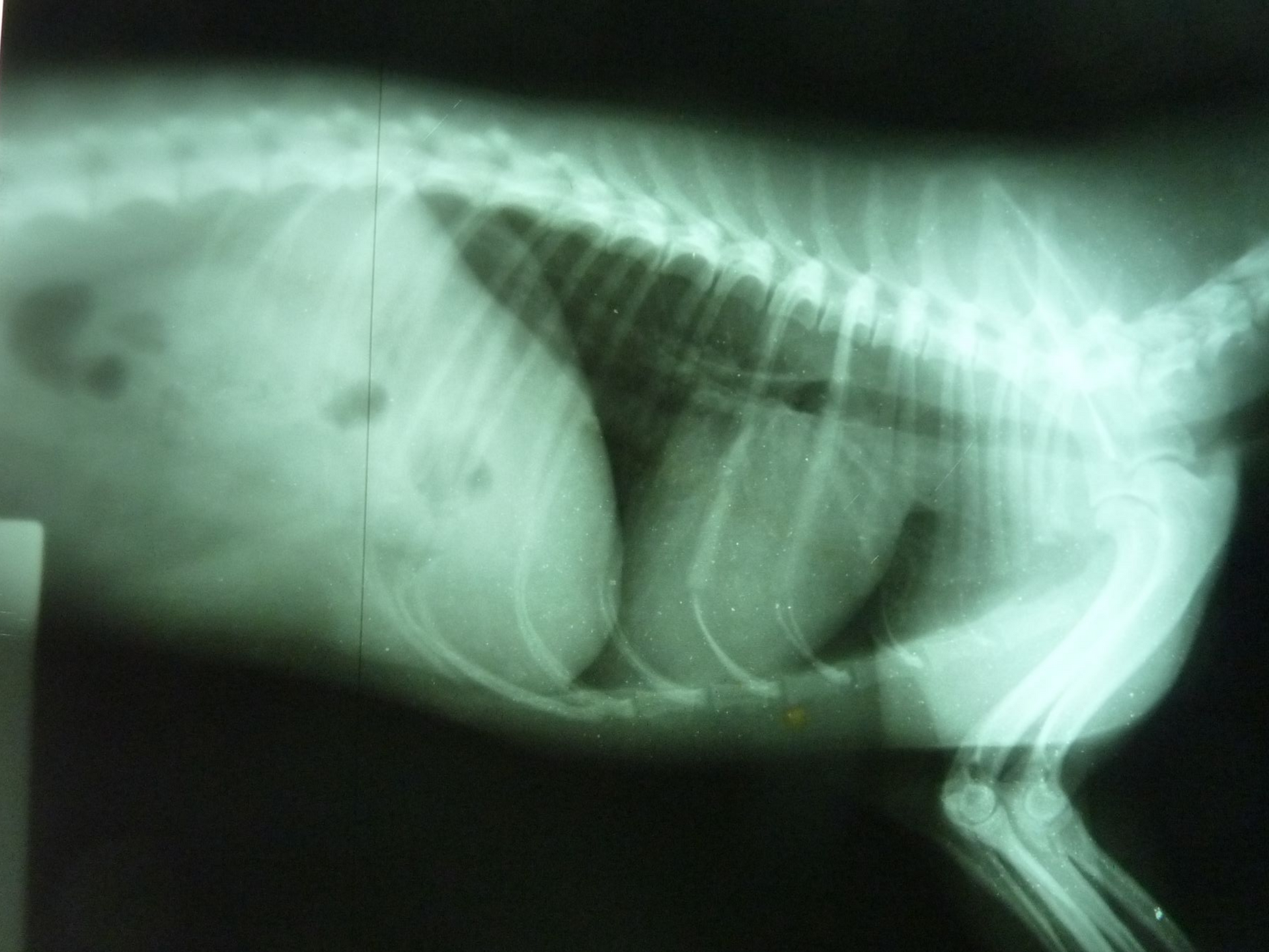 Radiographie du torse d'un animal, montrant les côtes, la colonne vertébrale et les organes internes. L'animal est représenté de profil.