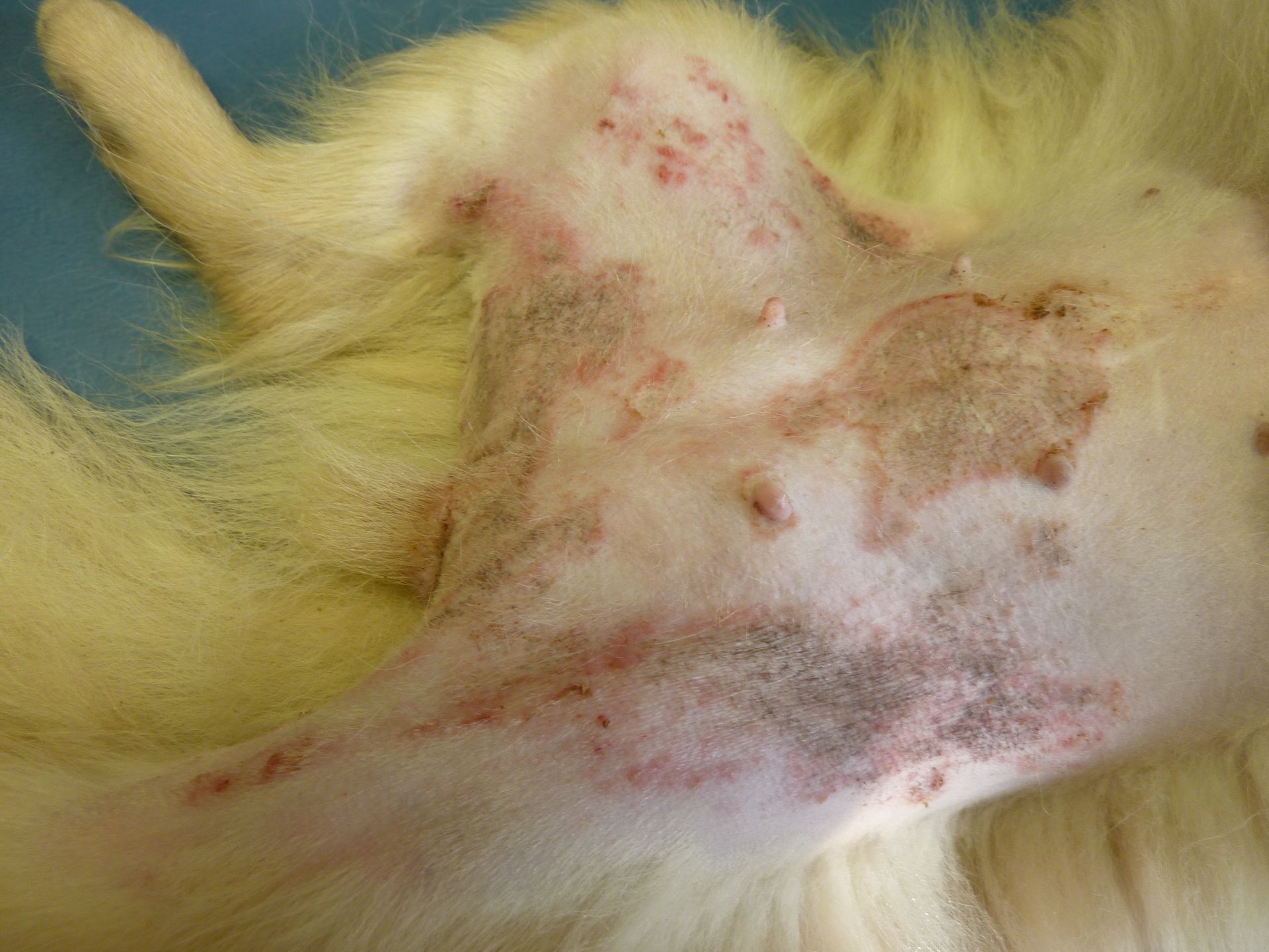 Ventre du chien présentant des lésions cutanées rouges, à vif et croûteuses.