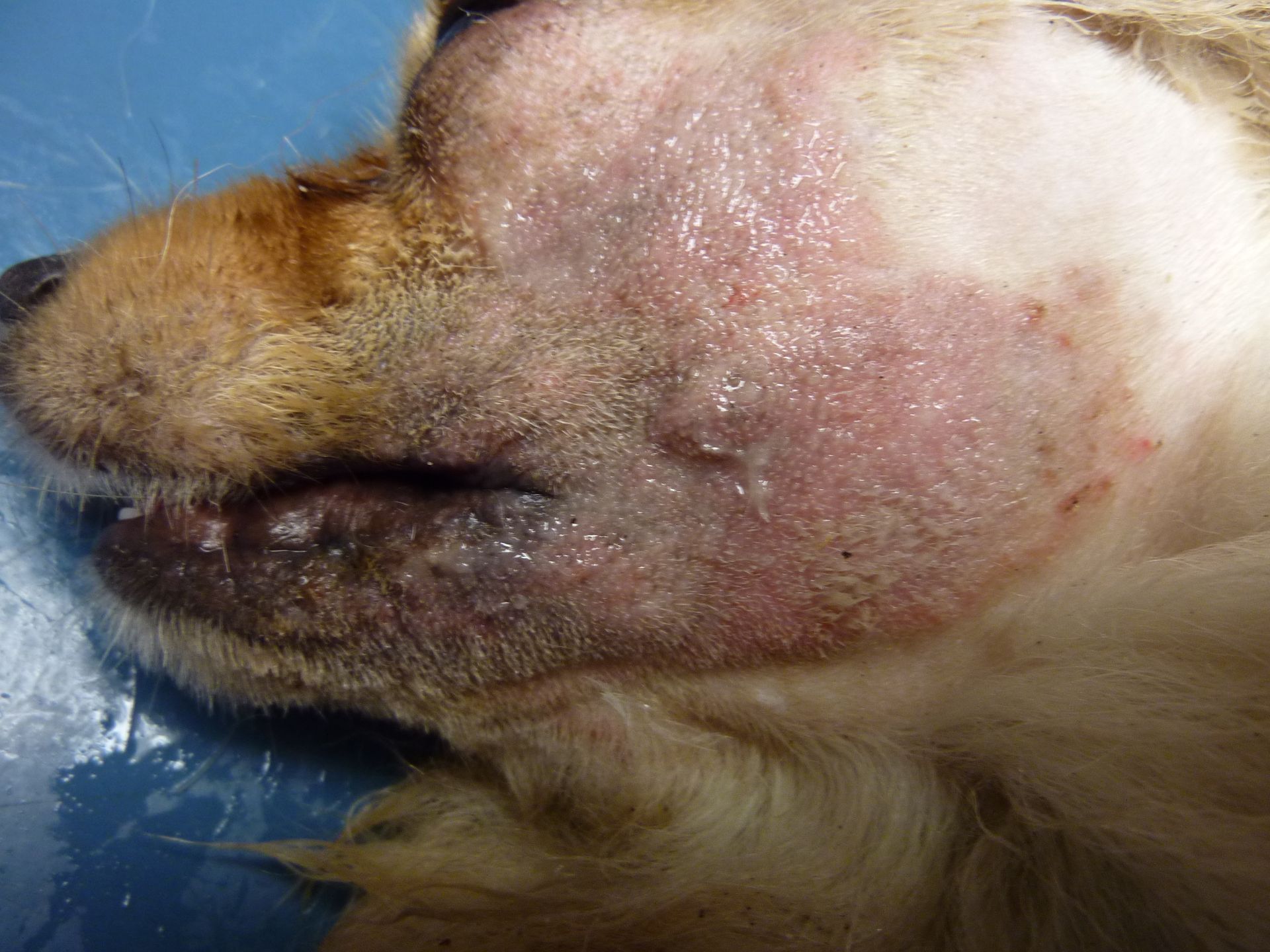 Visage enflé d'un chien, peau rouge et irritée.