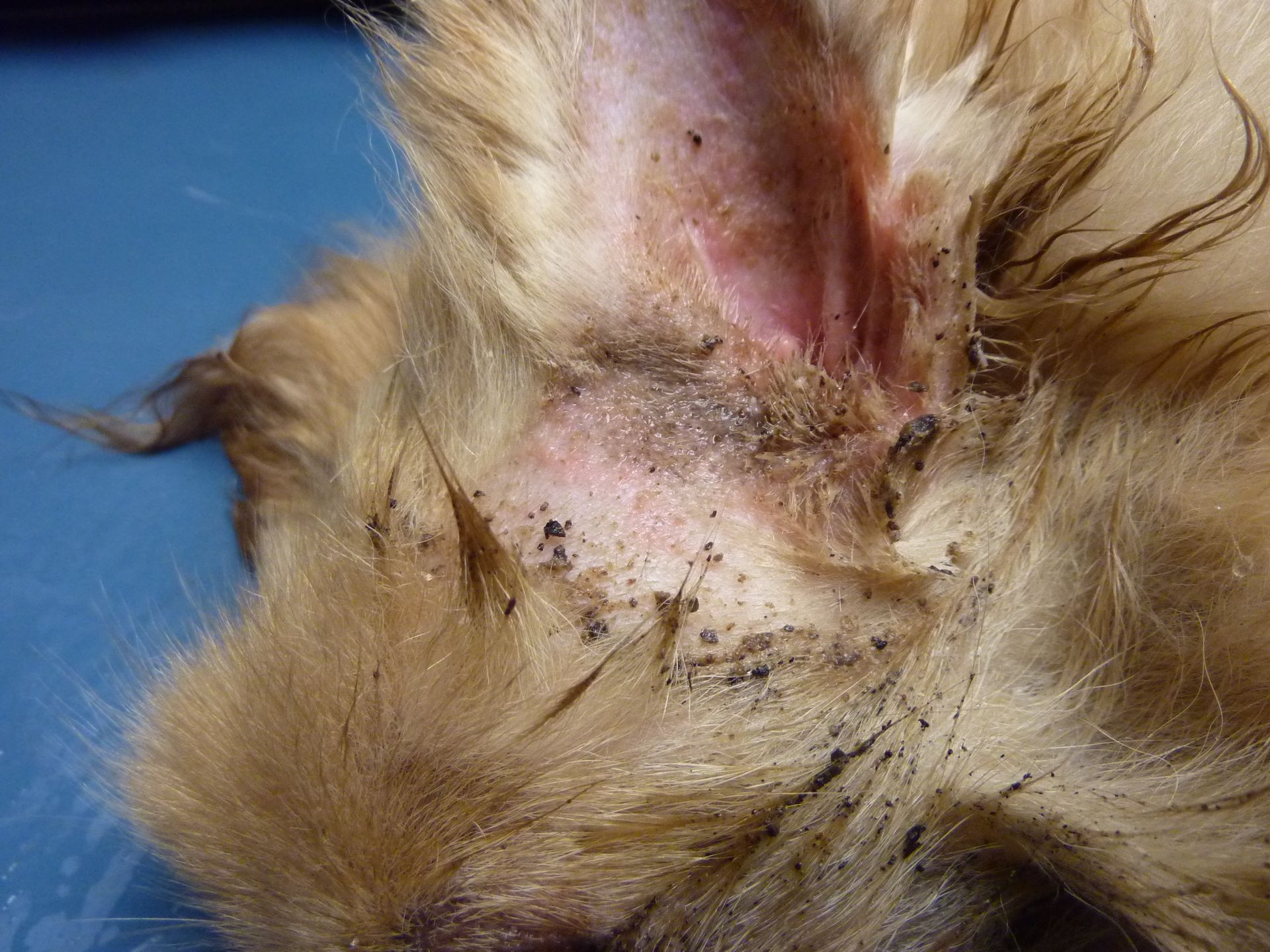 Gros plan sur l'oreille d'un chat où l'on distingue des débris sombres et une irritation cutanée.
