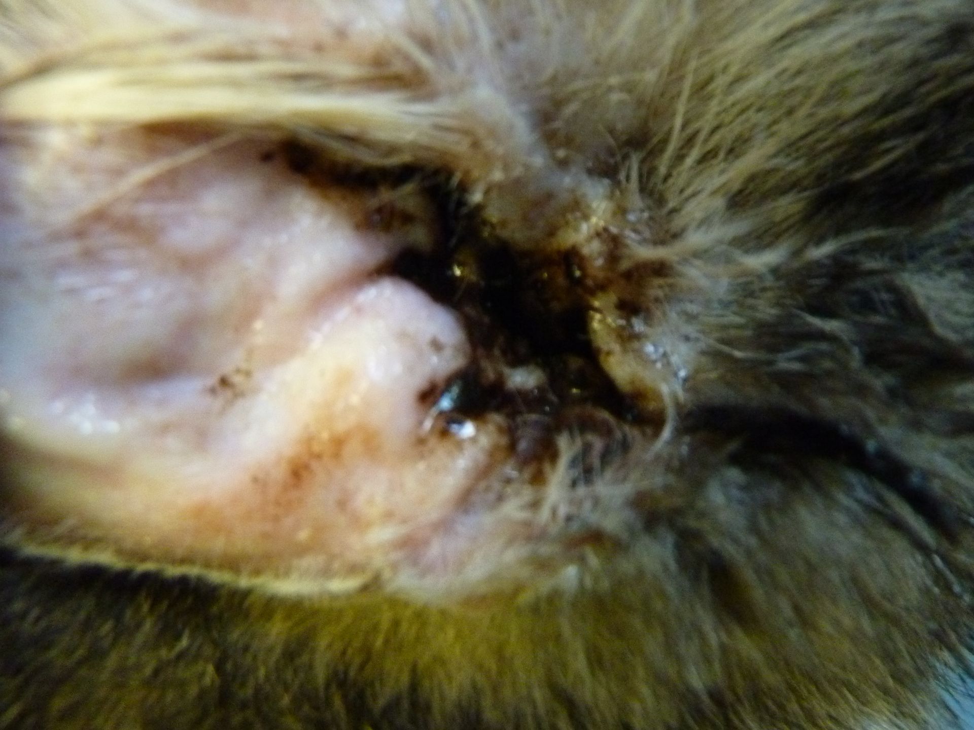 Gros plan sur l'oreille d'un chat présentant un écoulement cireux brun foncé visible à l'intérieur et autour du conduit auditif.