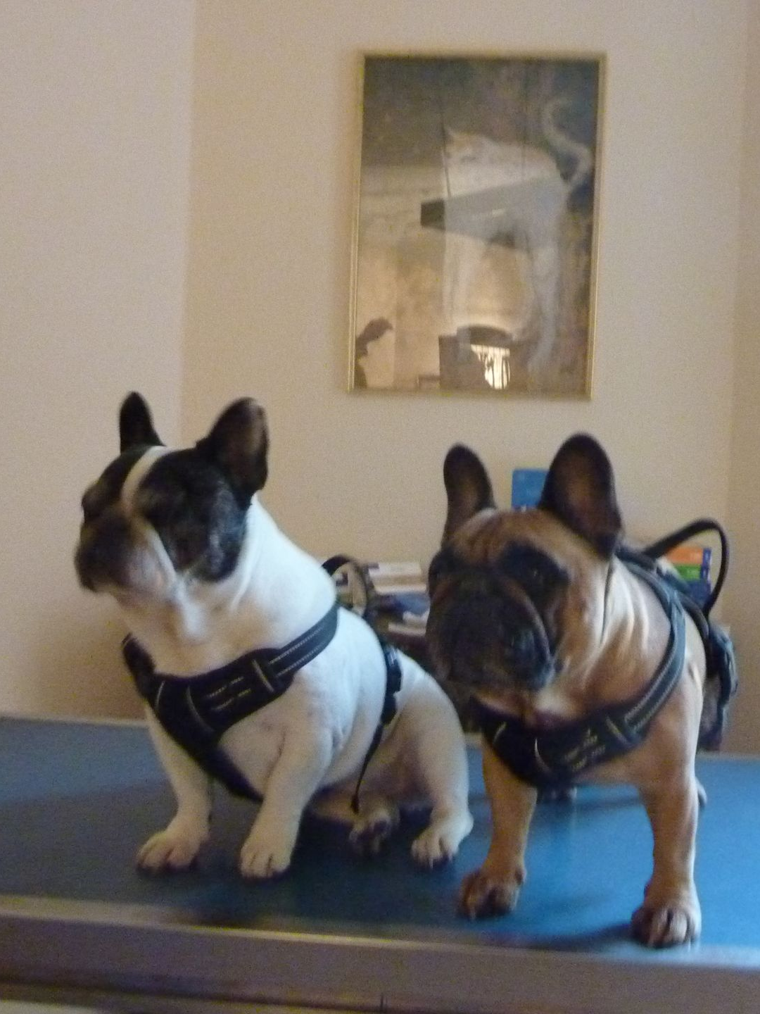 Deux bouledogues français portant des harnais sont assis côte à côte sur un comptoir. L'un est noir et blanc, l'autre marron.