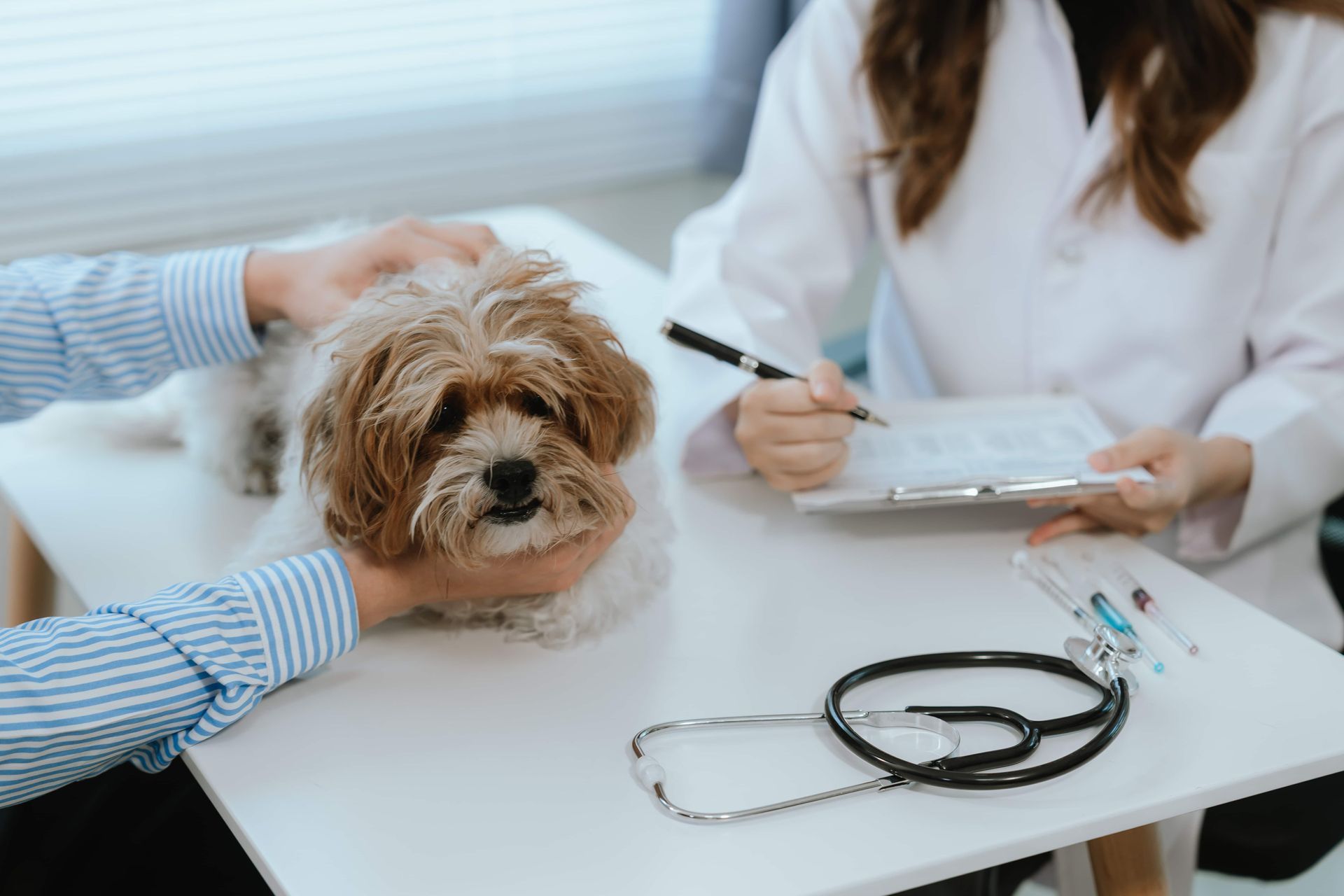 Un chien en train d'être examiné