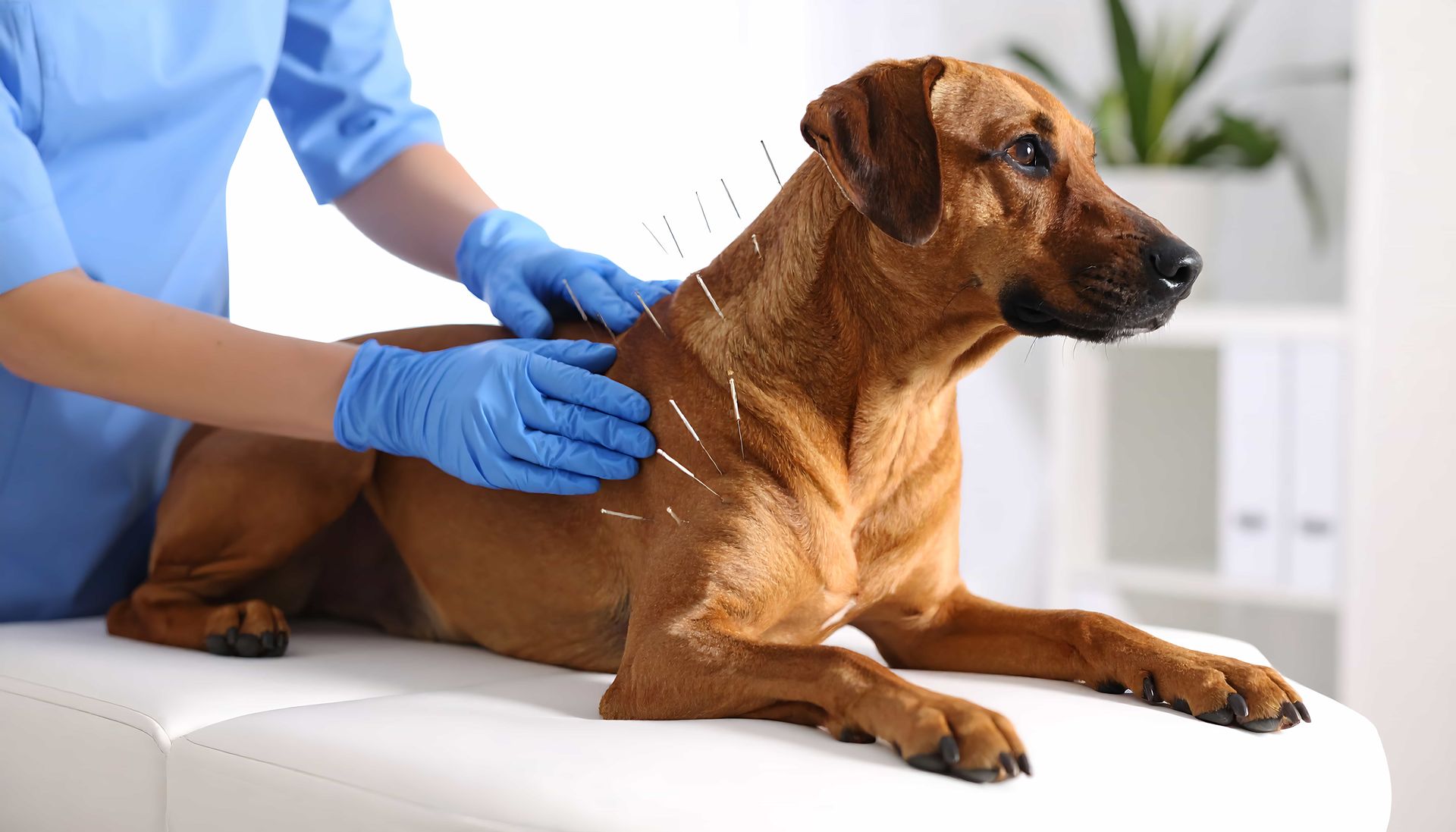 un chien en train de suivre une séance d'acupuncture