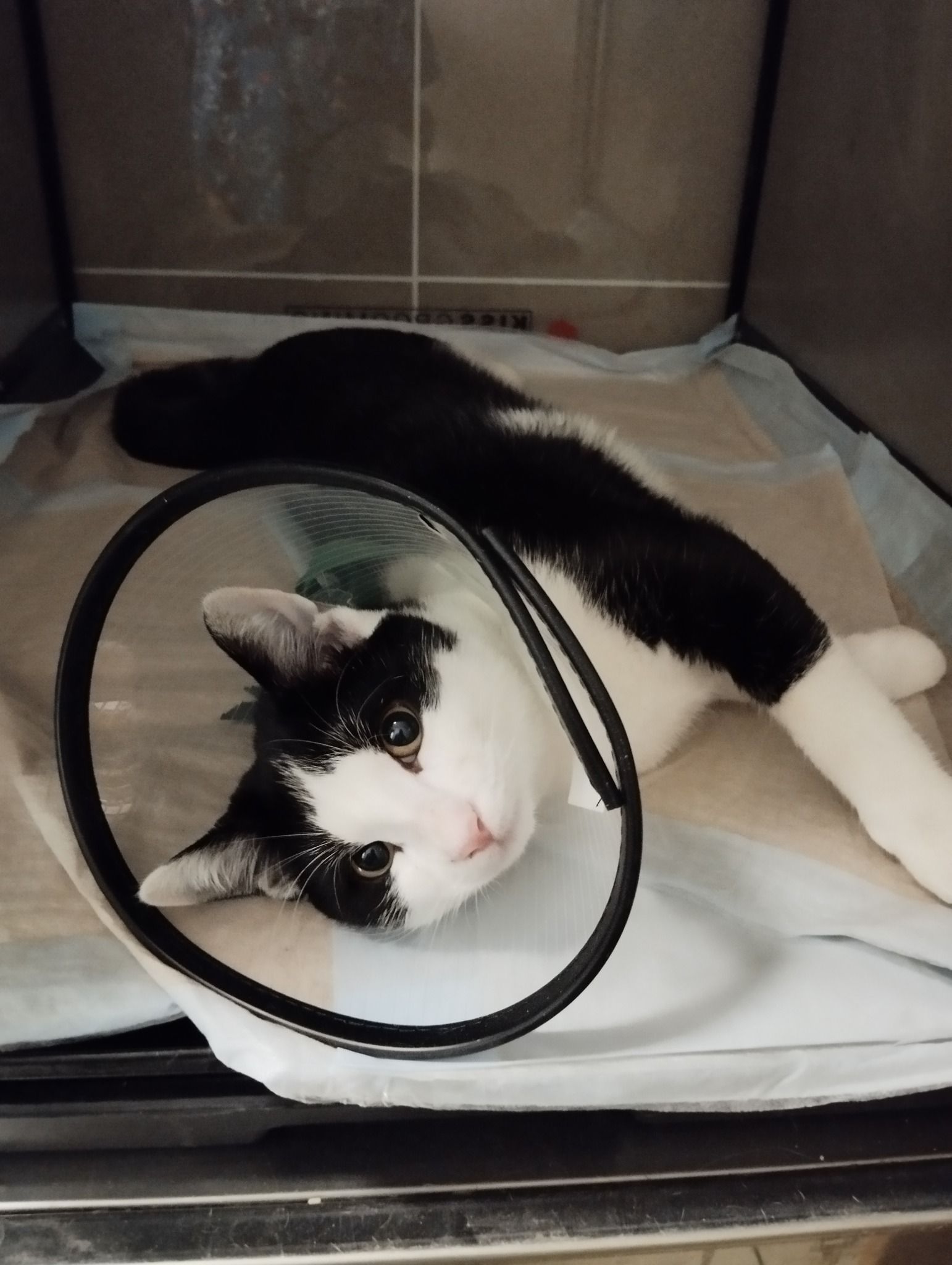 Chat noir et blanc qui se remet d'une opération qui s'est bien déroulée