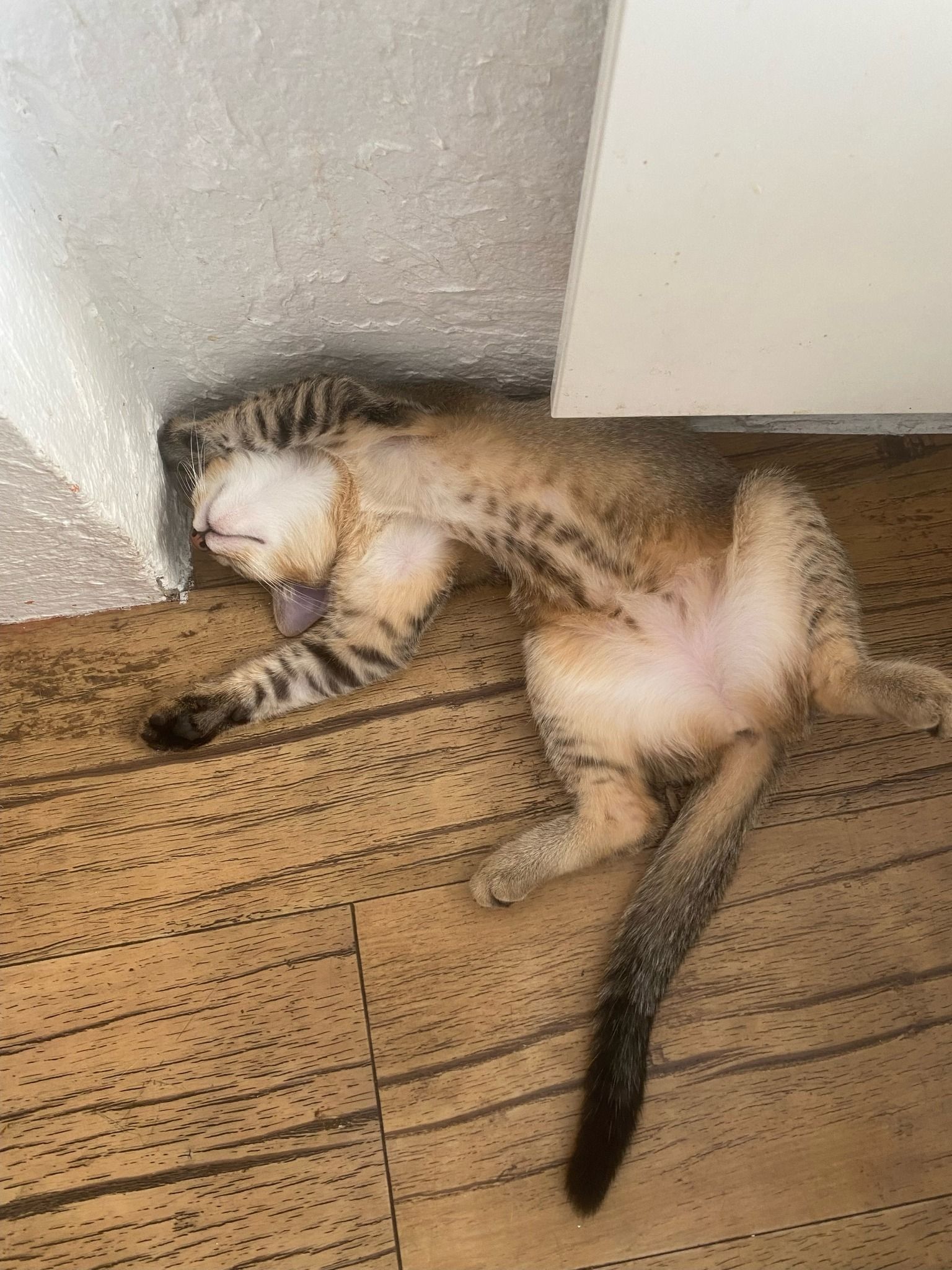 Chat en pleine santé