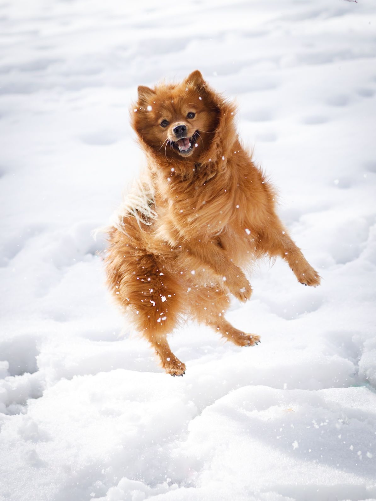 Chien en pleine santé qui saute sur la neige en Valais