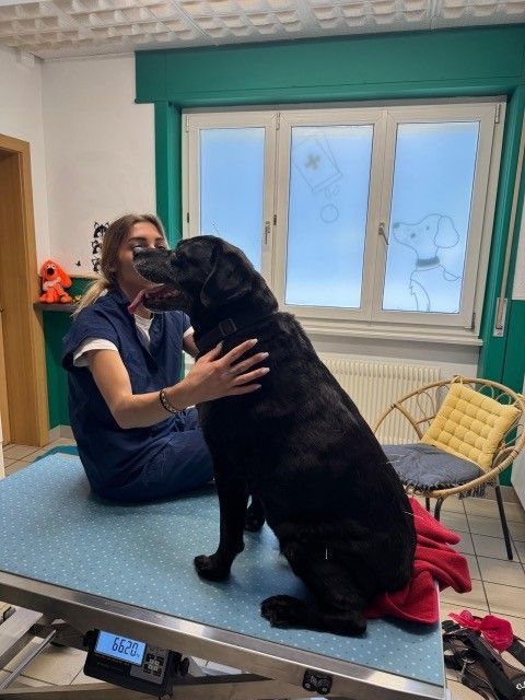 Chien visite vétérinaire