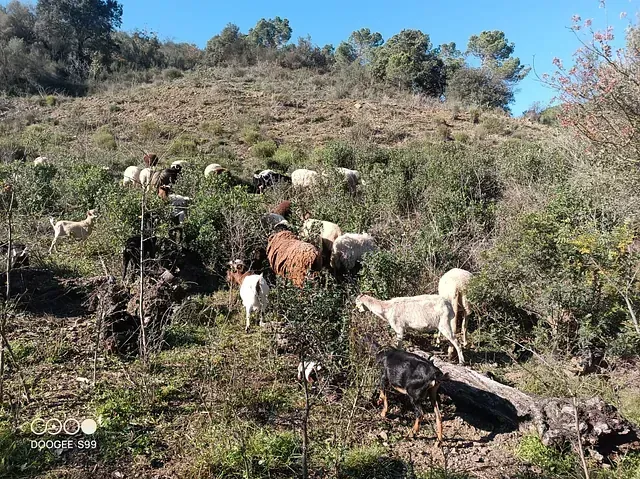 Un rebaño de ovejas y cabras pastando en una ladera cubierta de arbustos y árboles verdes bajo un cielo azul claro.