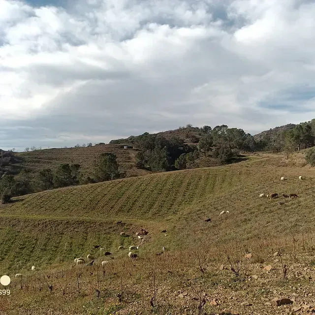 Ladera ondulada con un campo de cultivo y ovejas pastando bajo un cielo nublado. Los árboles salpican la cima de la colina.