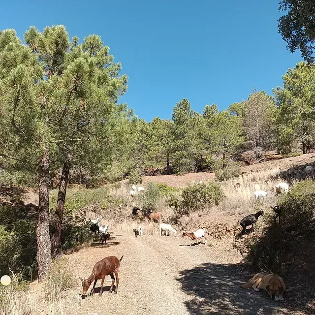 Las cabras pastan en un sendero de tierra que serpentea a través de un bosque soleado en la ladera. El verde de los árboles y el cielo azul crean un paisaje natural.