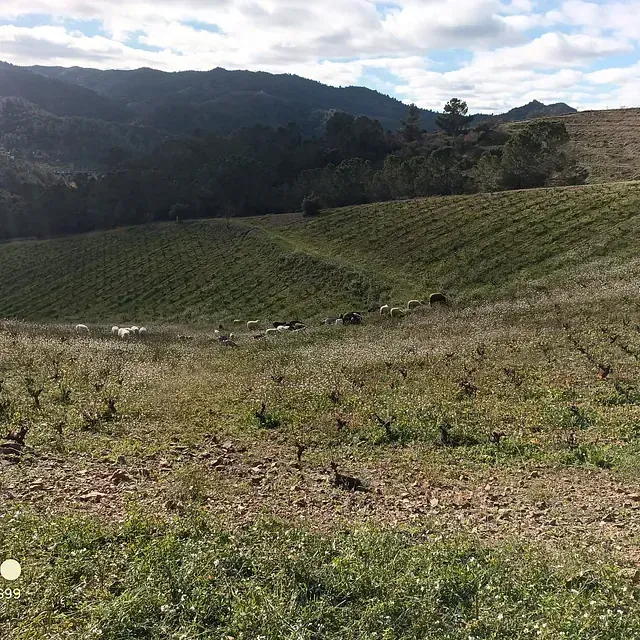 Viñedo verde y ondulado con un rebaño de ovejas pastando. Una montaña oscura se alza al fondo bajo un cielo nublado.