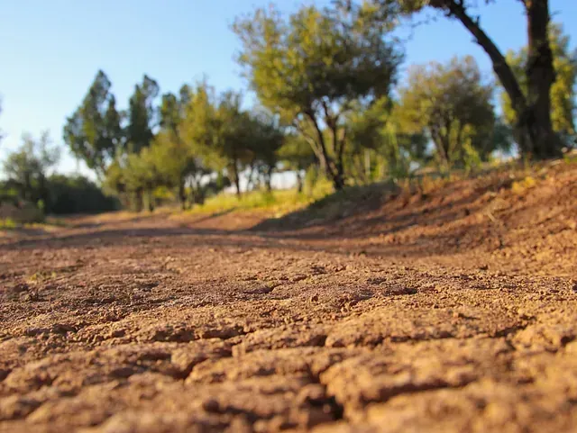 Primer plano de un camino de tierra agrietado de color marrón rojizo que conduce a un bosque de árboles verdes bajo un cielo azul claro.