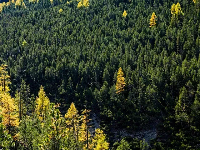 Bosque verde denso con árboles amarillos dispersos, probablemente follaje otoñal.