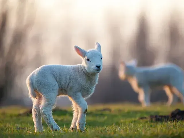 Un cordero blanco y esponjoso se encuentra en un campo de hierba, con otro cordero en el fondo, bañado por la suave luz del sol.
